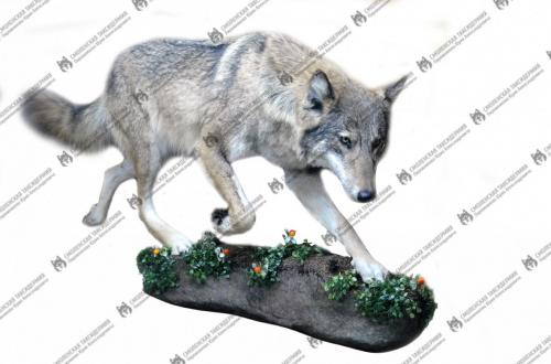 wolf_13